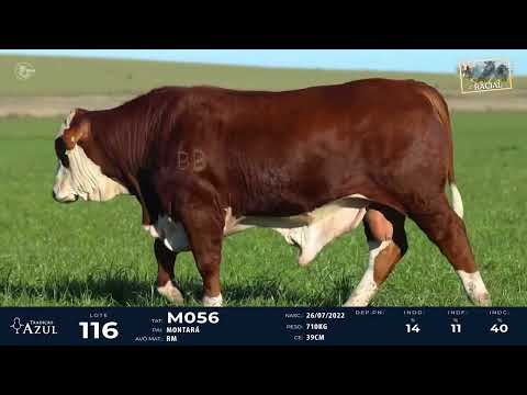 LOTE 116   TAT M056 M Braford