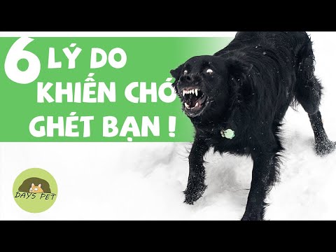 Video: 5 lý do bất ngờ tại sao chó lại thích một số người