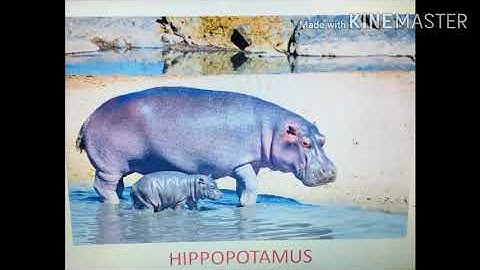 Class 3 EVS  Sizes of Animals