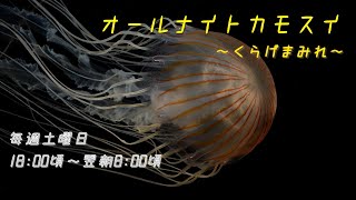 オールナイトカモスイ　～くらげまみれ～ #195　アカクラゲ