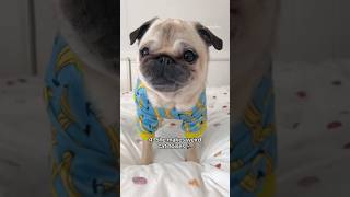 Is Loulou secretly part CAT?  #pug #dog #funny