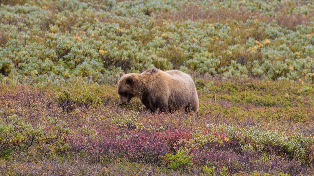 GIANT GRIZZLIES!