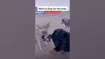 حرب بين ذئب وا الكلب من الاقوا 