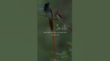 لا أقسم بهذا البلد - تلاوة خاشعة تهز القلوب للشيخ المنشاوي من سورة البلد