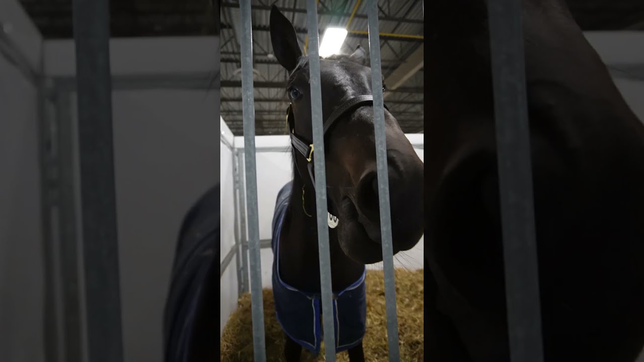 He Went To A Good Home After The Auction Shorts Horse Harnessracing Standardbred Horseracing