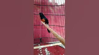 Buktikanlah murai ekor pendek semakin joss