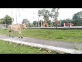 Cows slow motion 