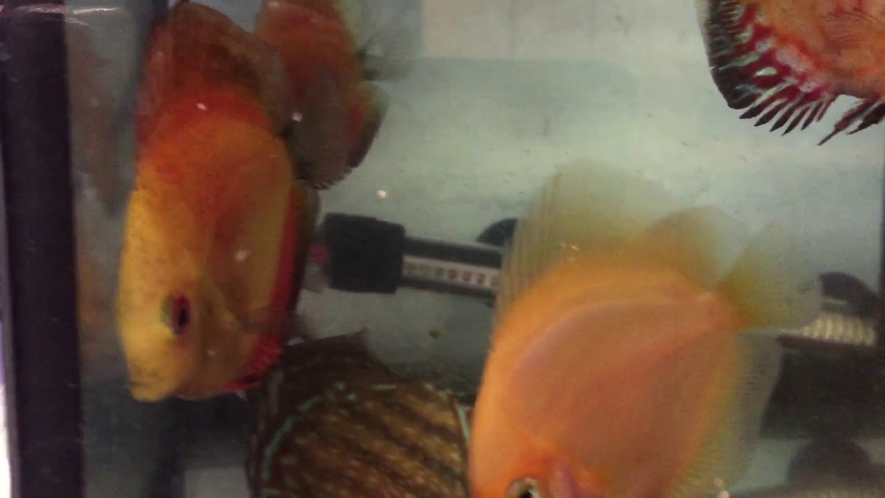 camera iphone 8 plus apk Discus fish , customer order max .