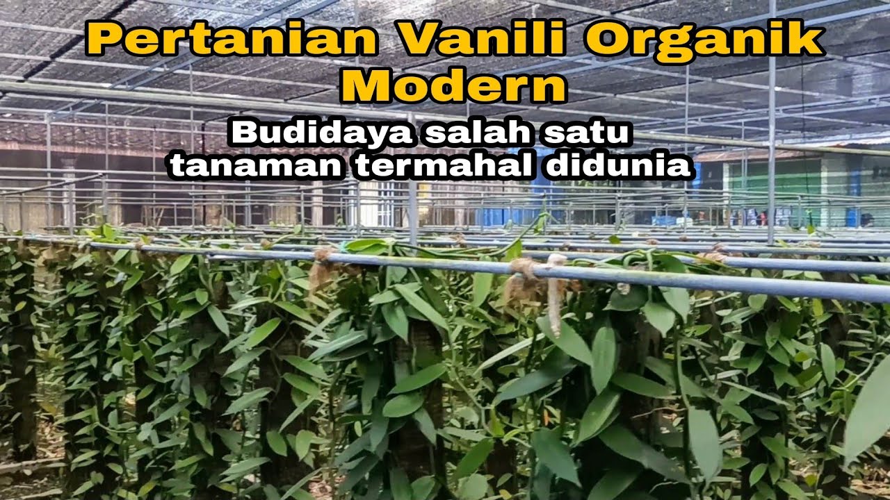 Pertanian vanili organik modern