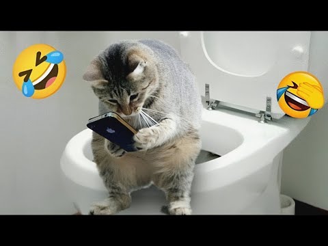 видео: You Laugh You Lose 😍 Funniest Cats and Dogs 2024 😸🐶