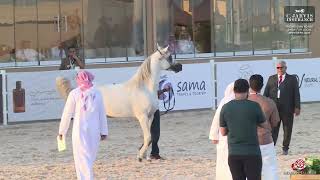 N 279 Grman Al Raad The Arabian Horse Show For Local Breeders 2025 Stallions 4 6 Years Old Sec