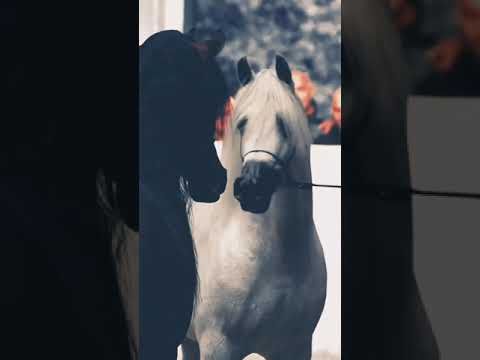 الخيل الاصيلة ماتدور غير الاصيل