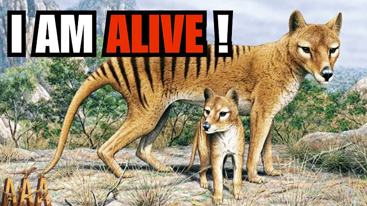 Groundbreaking Study Reveals ALL the New Sightings of the Tasmanian Tiger!