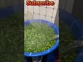 How to wash water leaf in Africa without sun drying.