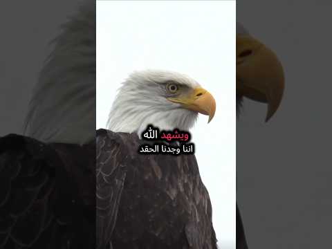 طعنات المقر بين أثقل من ألف عدو اقوالوحكم كلام من ذهب حكمة اليوم خواطر اقتباسات حكم