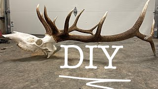 DIY Elk European Mount (Liquid Peroxide Method)