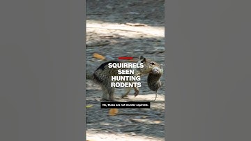 Squirrels seen hunting rodents