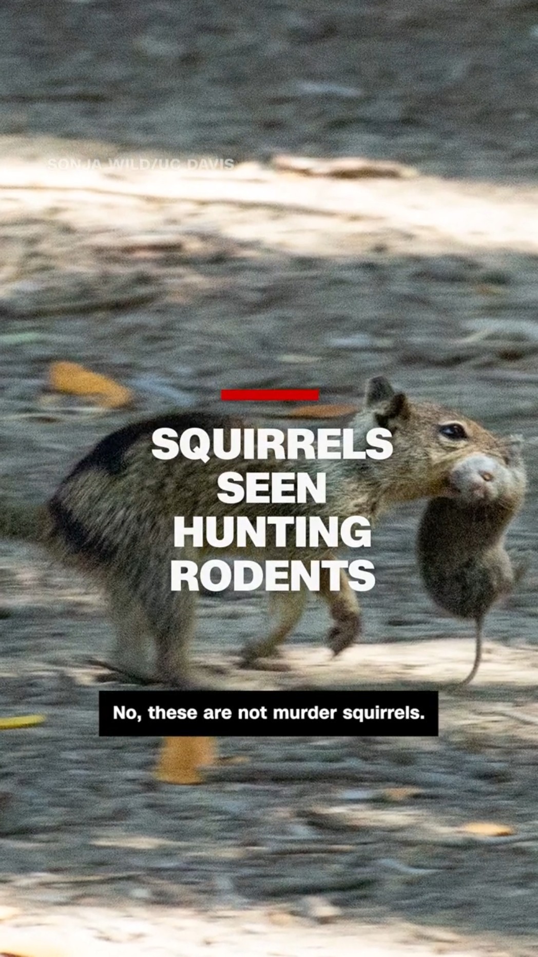 Squirrels seen hunting rodents
