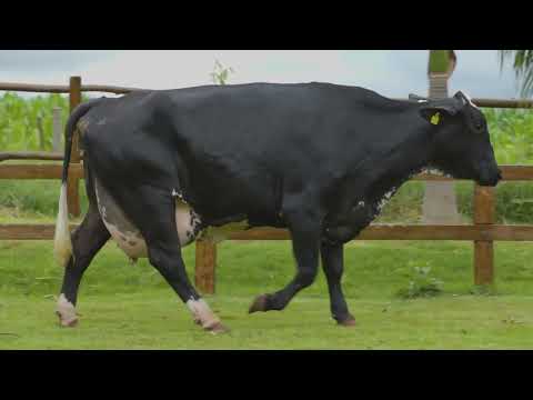 LOTE 34 - RCAG DEUSA MOGUL