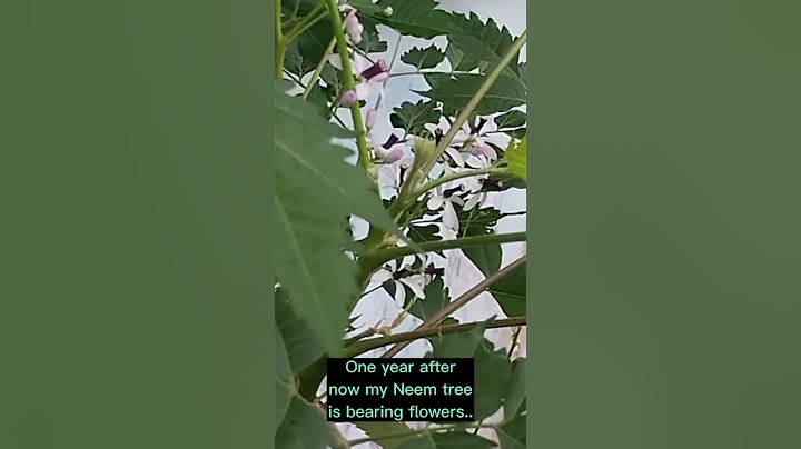 NEEM TREE FLOWERS