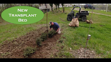 Christmas Tree Farming Tips: Building a Transplant Bed