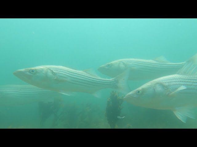 Snorkeling with Hundreds of Striped Bass! 