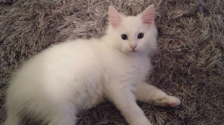 Watch the video about Loki the Cat - Do a cute barrel roll! [white odd-eyed norwegian forest cat]