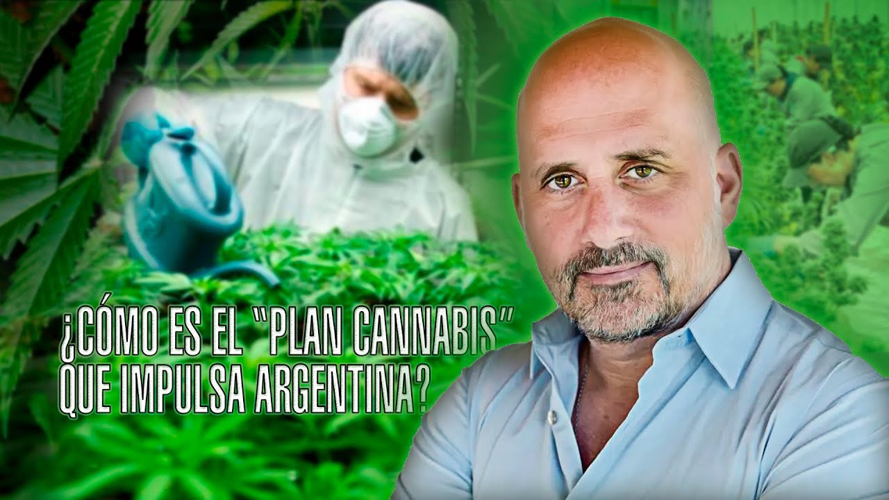 Argentina: Cómo es el Plan Cannabis que impulsa el Gobierno