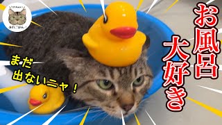 野良歴8年の猫をお風呂に入れたら〇〇がゴッソリ！？