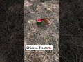 Chickens Love watermelon 🍉 #chickens #hens