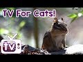 Cat tvs for cats to watch with relax my cat music