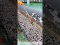 Scraping the Hull: Removing Goose Barnacles to Keep Ships Afloat