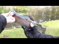 Forel Vissen Met Spoon..Trout Area |Bergeinde|The Fishing Guru