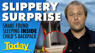 Sneaky venomous snake found curled up in backpack in childcare centre 🫣 | Today Show Australia