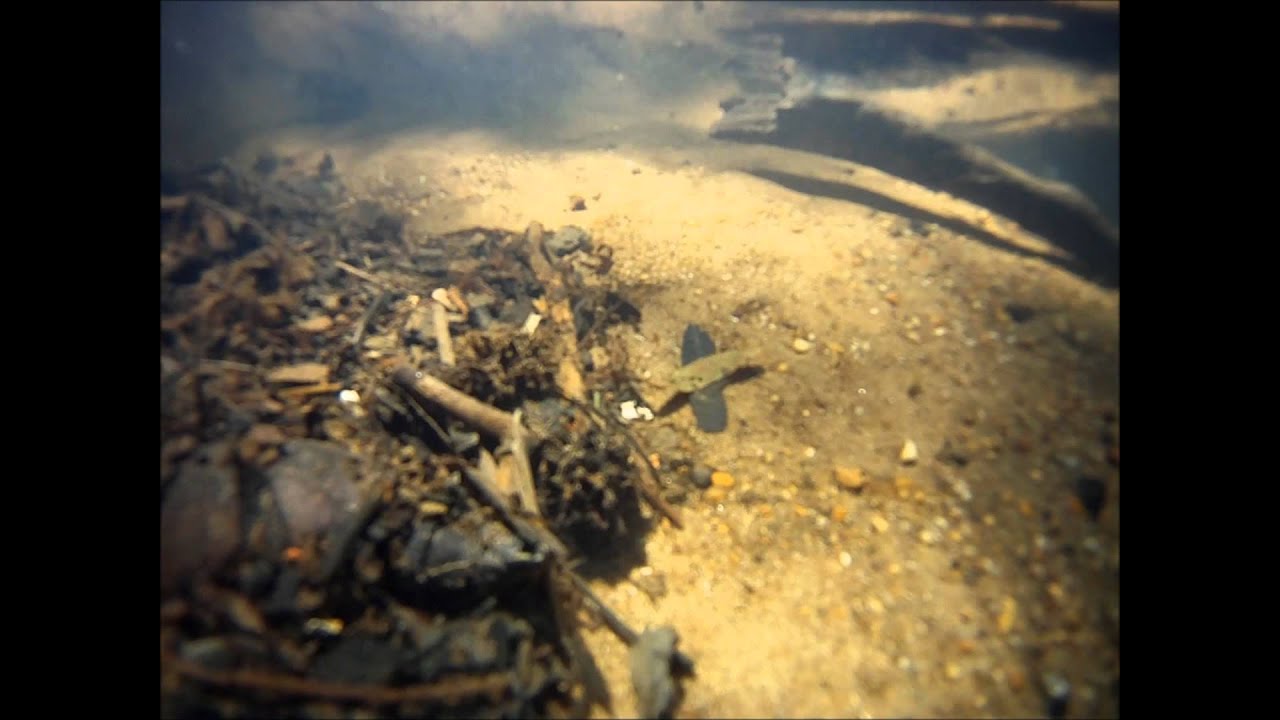 promise rings Amazing Finds at South Jersey Wildlife Creek 2012