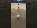 チワワのかんぺーちゃん、海で大暴走