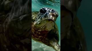 📍Черепаший пляж, Унаватуна, Шри-Ланка / Turtle beach, Unawatuna, Sri Lanka👉https://t.me/otehavshie