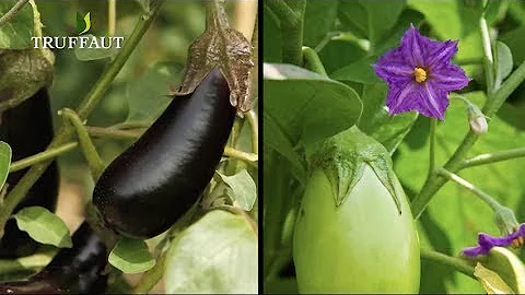 Où planter les aubergines dans le jardin ?