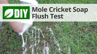 Mole Cricket Soap Flush Test 