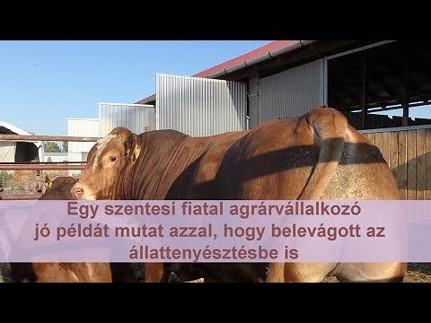 Videó: Hogyan Lehet Fejleszteni A Figyelmet és Az Emlékezetet Egy Kisgyerekben