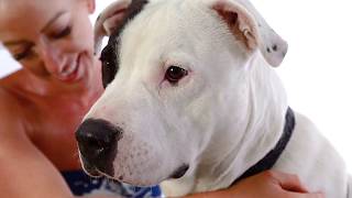 Adopt Frenchie at NKLA