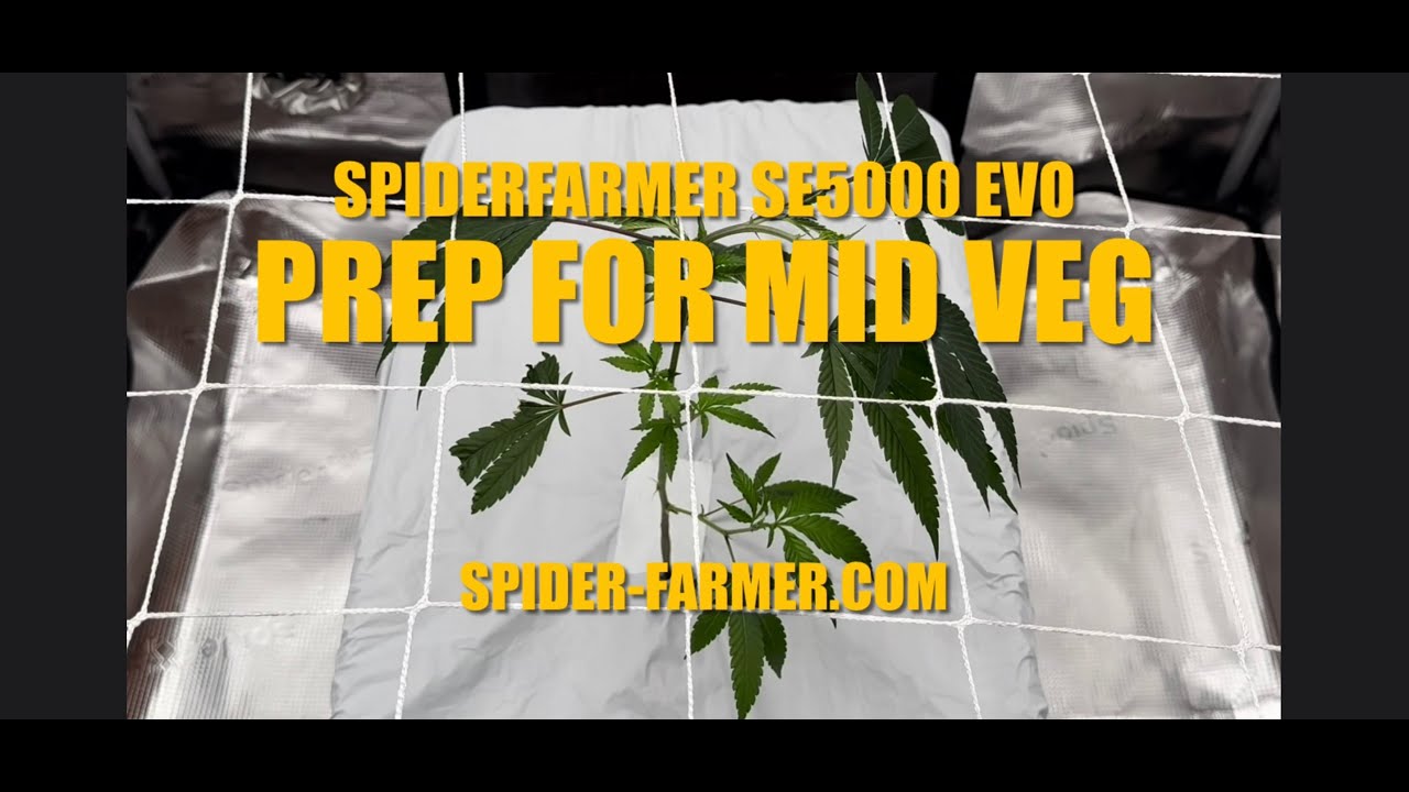 Prep for Mid Veg for Skywalker OG with SpiderFarmer SE5000EVO Grow Light 3x3 tent GGS AC5 6" Fan