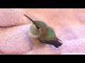 Baby Rufous Hummingbird