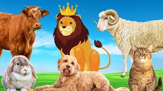 Name animals - Cow, sheep, rabbit, lion, goat - Animal paradise by Animal Paradise 54,426 views 1 year ago 8 minutes, 42 seconds