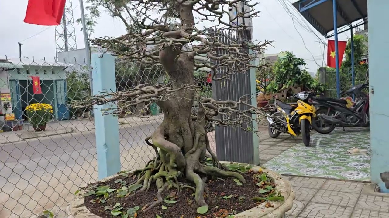 Ae tham khảo cách bấm dăm cho cây mai sau khi chơi tết .song 0935633236