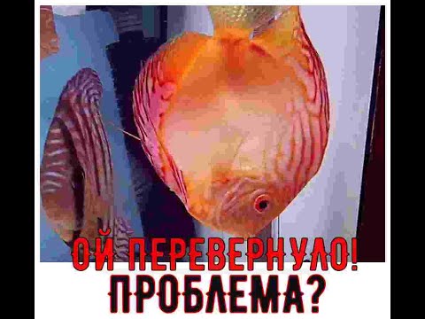 ЧТО ДЕЛАТЬ?? РЫБА ВНИЗ ГОЛОВОЙ!! ЛЕЧИМ!!