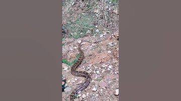 python rescue 💥🐍😮🫡#python #pythonrescue #rescuevideos #snake #youtubeshorts #viral #shortsviral
