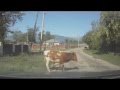 Коровий СТРАЙК! Авария в Абхазии, сентябрь 2015.