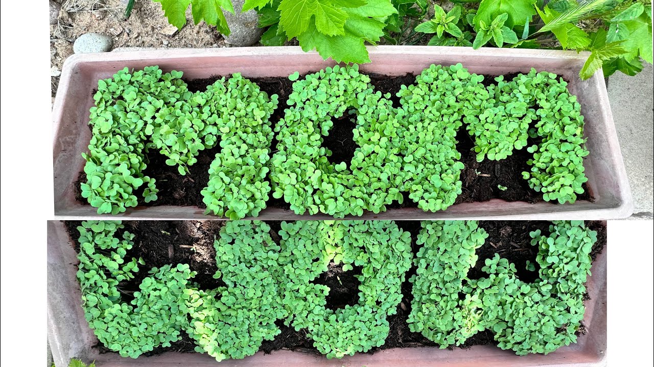 Mother's Day Special | How to Grow Mustard Microgreens | Mustard Greens @Devisnatureworld