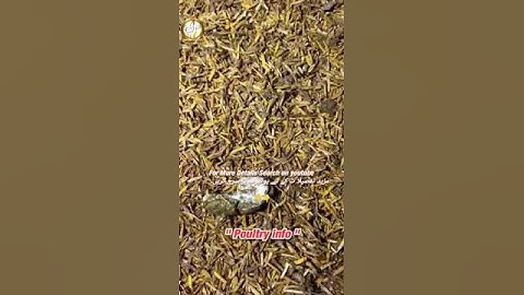 Birds Dropping #birds better FCR | #chicken #broilerdroping | Digestion #poultrymanagement #feed